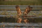 Bieliki, Haliaetus albicilla