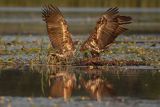 Bieliki, Haliaetus albicilla