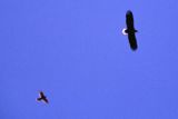 white-tailed sea eagle Haliaetus albicilla