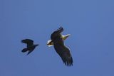 Bielik, Haliaetus albicilla i kruk, Corvus corax