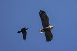 Bielik, Haliaetus albicilla i kruk, Corvus corax