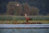 Bielik, Haliaetus albicilla i śmeszka, Larus ridibundus