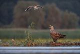 Bielik, Haliaetus albicilla i śmeszka, Larus ridibundus