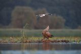 Bielik, Haliaetus albicilla i śmeszka, Larus ridibundus
