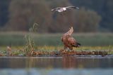 Bielik, Haliaetus albicilla i śmeszka, Larus ridibundus