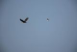 Bielik, Haliaetus albicilla i śmeszka, Larus ridibundus