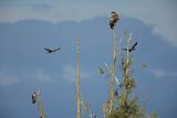 Kormorany czarne, Phalacrocorax carbo i bielik Haliaeetus albicilla