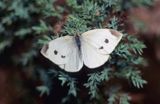 bielinek kapustnik Pieris brassicae) samica