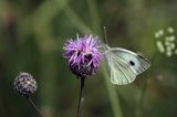 Bielinek kapustnik, Pieris brassicae