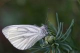 Bielinek bytomkowie Pieris napi rezerwat Grabowiec