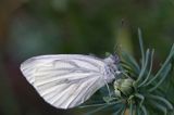 Bielinek bytomkowie Pieris napi rezerwat Grabowiec