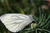 Bielinek bytomkowie Pieris napi rezerwat Grabowiec