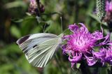 Bielinek kapustnik: Pieris brassicae L.) Pieridae