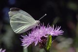 Bielinek kapustnik: Pieris brassicae L.) Pieridae