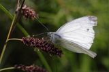 Bielinek kapustnik: Pieris brassicae L.) Pieridae