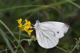 Bielinek kapustnik: Pieris brassicae L.) Pieridae