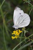 Bielinek kapustnik: Pieris brassicae L.) Pieridae