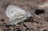 Bielinek rzepnik: Pieris rapae L.) Pieridae