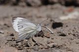 Bielinek rzepnik: Pieris rapae L.) Pieridae