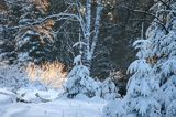 Zima, zaśnieżony las