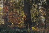 Jesienny las, Bieszczady