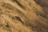 Bieszczady na Połoninie Wetlińskiej