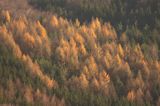 Bieszczady jesienne modrzewie