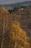 Bieszczady jesień Sokołowa Wola brzoza