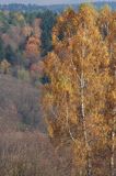 Bieszczady jesień Sokołowa Wola brzoza