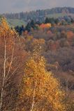 Bieszczady jesień Sokołowa Wola brzoza