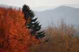 Bieszczady jesień Sokołowa Wola buki