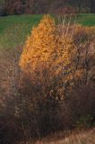 Bieszczady jesień Sokołowa Wola