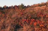 Bieszczady jesień Sokołowa Wola, jeżyny