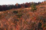 Bieszczady, jesień, Sokołowa Wola, jeżyny