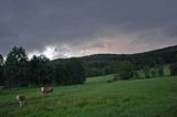 nadchodząca burza nad doliną żłobka, Bieszczady krowy na pastwisku