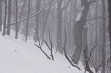 buczyna karpacka we mgle na soku Połoniny Caryńskiej, Bieszczady
