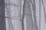 buczyna karpacka we mgle na soku Połoniny Caryńskiej, Bieszczady