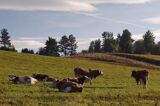 krowy rasy simental na pastwisku, Bieszczady