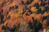 jesień na Ostrem, szczyt Kolasznia, Bieszczady