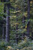 las jodłowo - bukowy, Bieszczady