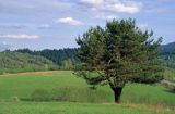 Sosna w krajobrazie bieszczadzkim, Bieszczady, Polska