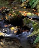 Jesienny bieszczadzki potok, Bieszczady, Polska