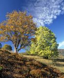 Na Przełęczy Wyżniańskiej, Bieszczady, Bieszczady Park Narodowy, Polska