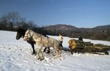 Zwózka drewna, Bieszczady