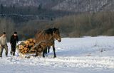 Zwózka drewna, Bieszczady