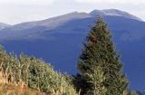 na Połoninie Caryńskiej, Bieszczady, w tle Tarnica i Szeroki Wierch