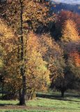 stara czereśnia, Bieszczady