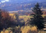 Bieszczady, w paśmie żuków