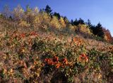 Bieszczady, Sokołowa Wola, pasmo żuków, jeżyny i brzozy