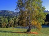 Brzozy w Pasmie Zuków, Bieszczady